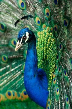 a peacock with its feathers spread out