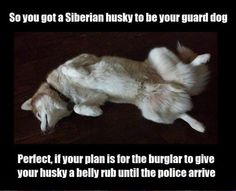 a dog laying on its back with the caption, so you got a siberian husky to your guard dog