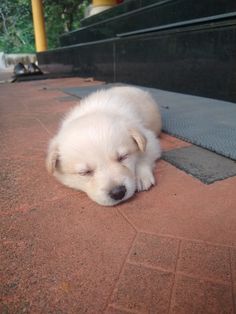 a small white dog laying on the ground with its eyes closed and it's head down