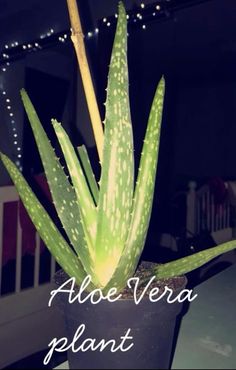 Aloe vera plant to Hydrate your skin and boost hair growth Hydrate Your Skin, Boost Hair Growth, Aloe Vera Plant, Hair Growth, Your Skin, Beauty Tips, Aloe Vera, Skin Care Routine, Hair Stylist