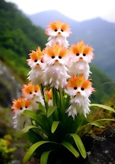 some pretty white and orange flowers in front of a mountain side with green grass on the ground