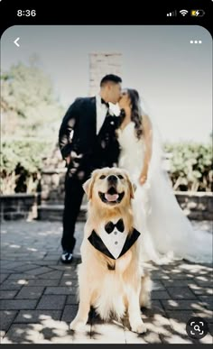 a dog wearing a tuxedo standing next to a bride and groom