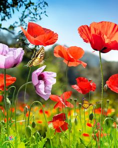 August Birth Month Flowers: Gladiolus and Poppy August Birth Flowers, Red Fruits And Vegetables, August Birth Month, August Birth Flower, Health Heart, Weak Immune System, August Birthday, Nitric Oxide, Month Flowers