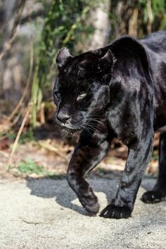 a black panther walking across a dirt field