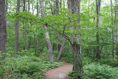 a dirt path in the middle of a forest