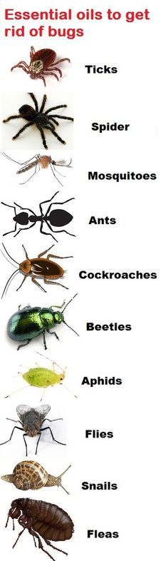 the different types of bugs are shown in this poster, which shows them all different colors and sizes