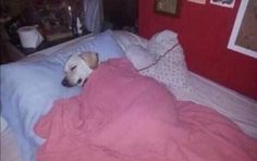 a dog laying on top of a bed under a pink blanket