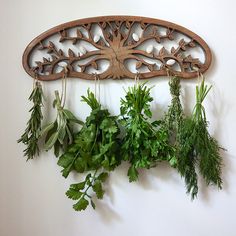 an assortment of herbs hanging on a wall