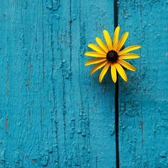 a yellow flower sitting on top of a blue wooden surface