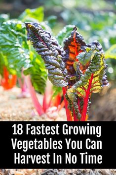 Plant some of these veggies today and you'll be eating many of them by the end of the week! Fast Growing Vegetables, Growing Veggies, Garden Veggies, Growing Tips, Veg Garden, End Of The Week, Home Vegetable Garden, Food Garden, Veggie Garden