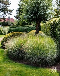 a lush green garden with trees and bushes