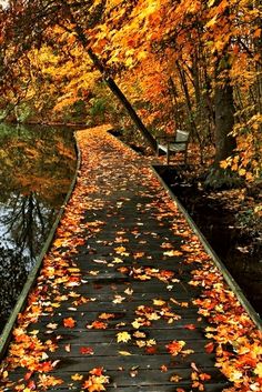 a wooden walkway surrounded by trees with leaves on the ground and water in the background