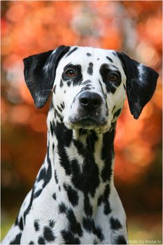 a dalmatian dog is looking at the camera