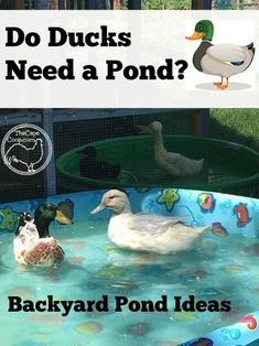 three ducks in a pool with the caption do ducks need a pond? backyard pond ideas