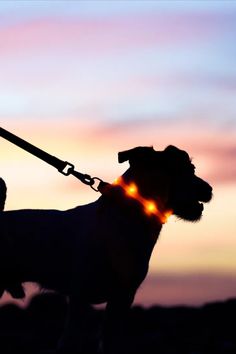 a dog with its head turned to the side wearing a collar and leash at sunset