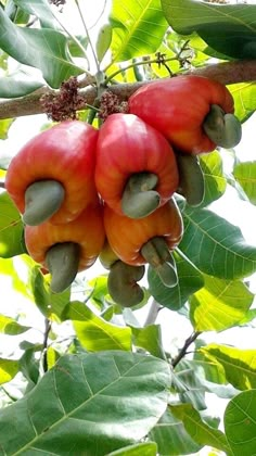 two fruits hanging from a tree with the words hello morning sweet sunday