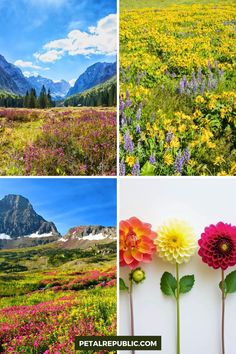 four different pictures with flowers and mountains in the background, one has a field full of wildflowers