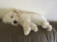 a small white dog laying on top of a couch