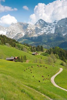 cows graze on the green hills in front of snow - capped mountain peaks, with a dirt road winding through them