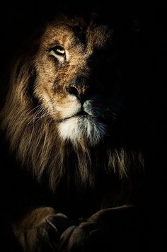 a black and white photo of a lion in the dark