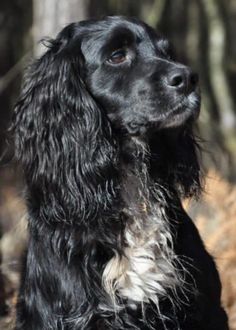 a black and white dog sitting in the woods