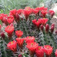 red flowers blooming on the side of a green cactus plant in an arid area