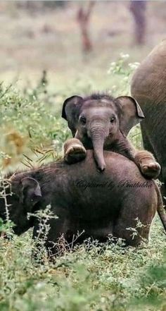 an adult elephant standing next to a baby elephant on top of it's back