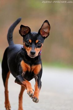 a small black and brown dog running across a street with its front paws in the air