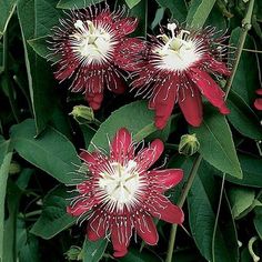 three red and white flowers with green leaves