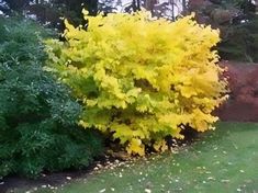 a bush with yellow leaves in the middle of some grass and bushes next to it