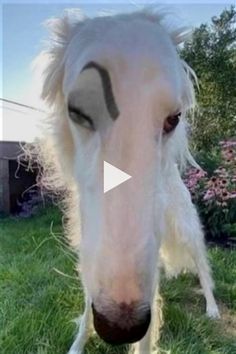 a white horse standing on top of a lush green field