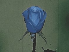 a single blue rose is shown in this artistic photo, with the petals still open