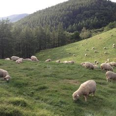 a herd of sheep grazing on a lush green hillside with pine trees in the background