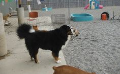 two dogs and one cat are standing on the sidewalk in front of a dog park