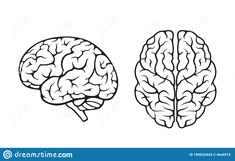 the left and right side of a human brain