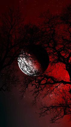 the night sky is red and black with trees silhouetted against it's dark background