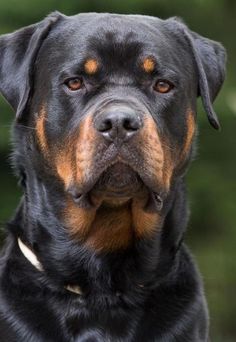 a large black and brown dog sitting on top of a lush green field