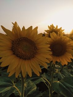 sunflowers are blooming in the field at sunset