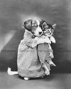 a dog is holding a kitten in its arms