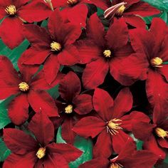 red poinsettia flowers with green leaves in the foreground and yellow stamen