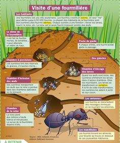 the life cycle of an antelope in french with pictures and text on it