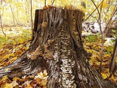 a tree stump with mushrooms growing on it