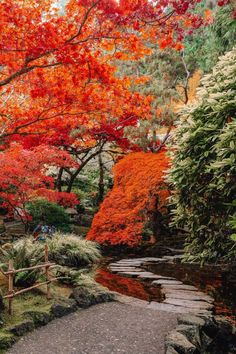 a small pond surrounded by trees with red leaves