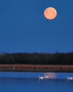 two swans swimming in the water under a full moon