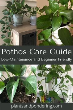 pothos care guide for low maintenance and beginner friendly houseplants that are easy to grow