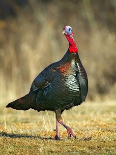 a large bird standing on top of a grass covered field next to tall brown trees