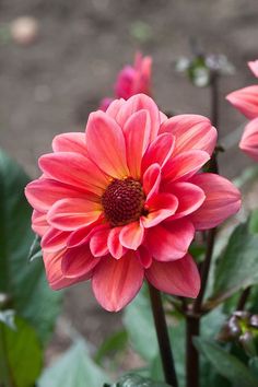 two pink flowers with green leaves in the foreground and dirt on the ground behind them