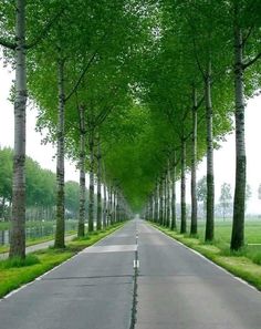 an empty street lined with trees and grass in the middle of it is surrounded by tall, slender trees