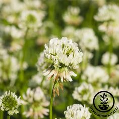 white flowers with green stems in the middle and an emblem on top that says,