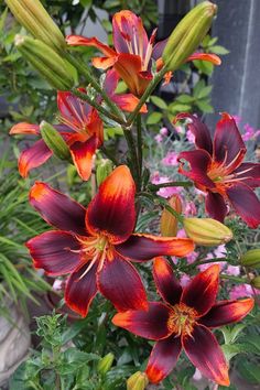 some red and yellow flowers in a garden